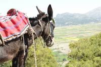 Kreta - Weg zur Zeushöhle, Esel