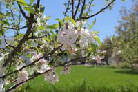 Kreta - Frühling bei den Apfelbäumen