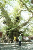 Kreta - Alte Platane