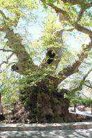 Kreta - Dorf Krasi mit alter Platane