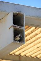 Kreta - Knossos Spatz