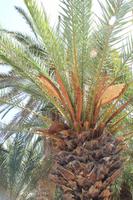 Kreta - Palmenstrand