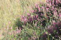 Kreta - Frühlingsblüher