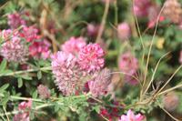 Kreta - Frühlingsblüher