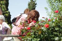 Kreta - Rosen in Gortys