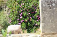 Kreta - Mittagsblumen in Gortys