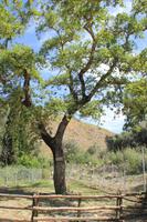 Kreta - Platane in Gortys