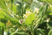 Kreta - Jasmin in Gortys