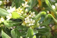 Kreta - Jasmin in Gortys