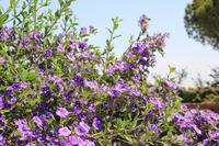 Kreta - Frühling auf Festos