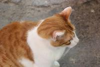 Kreta - Chania Markthalle