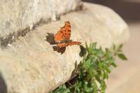 Kreta - Kloster Arkadi