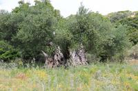 Kreta - Alter Olivenbaum