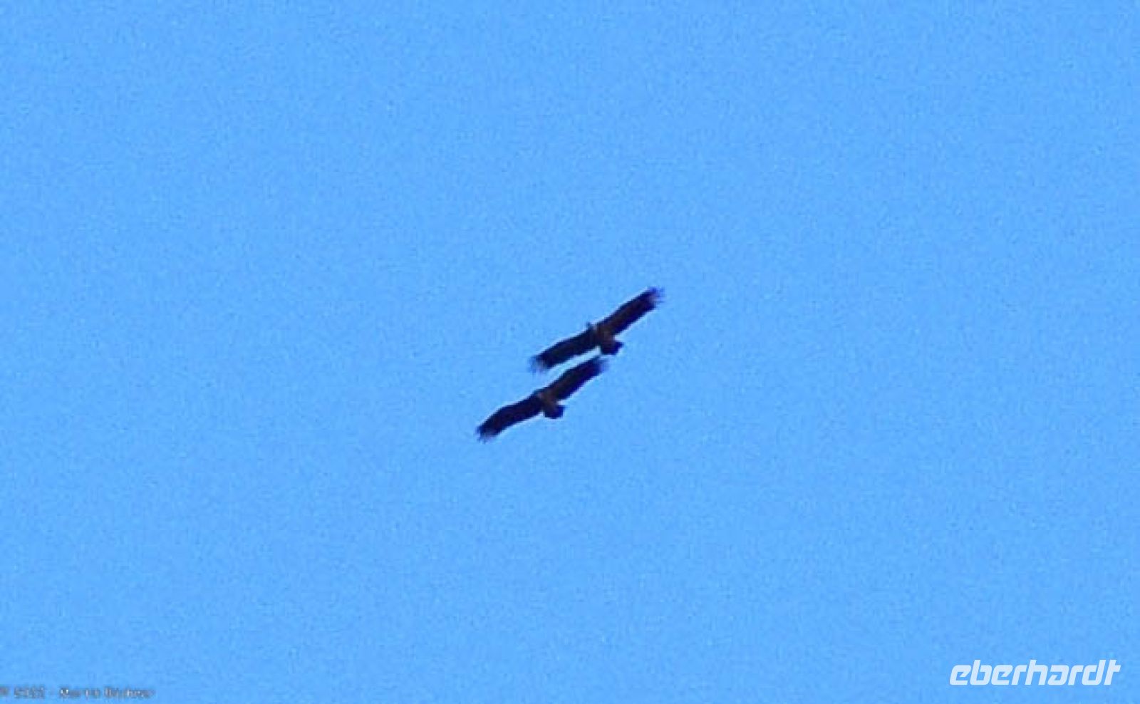 Adler