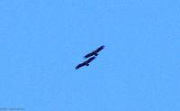 Adler