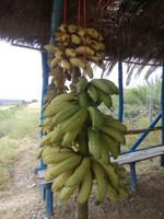 Bananenkauf