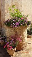 Blumen im Kloster