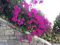 Blumen in Phaistos
