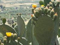 DSCN2974