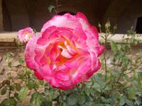 DSCN2996
