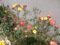 DSCN2997