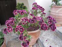 DSCN3052