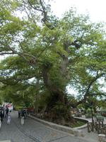 DSCN3074