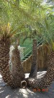 Dattelpalme Kreta
