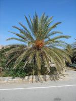 Dattelpalme in Topolou