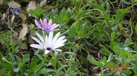 Frühling auf Kreta