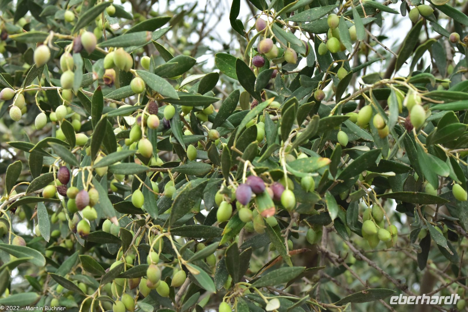 Griechische Oliven