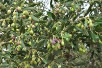 Griechische Oliven