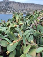 Insel Spinalonga