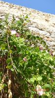 Kapern auf Spinalonga
