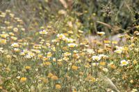 Kreta - Frühling auf Festos