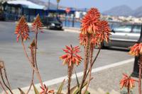 Kreta - Ierapetra