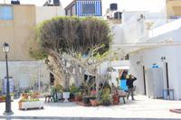 Kreta - Ierapetra
