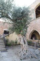 Kreta - Olivenbaum im Kloster Arkadi