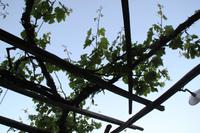 Kreta - Wein