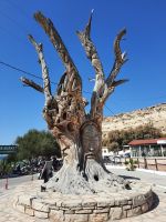 Matala - Hippie-Baum