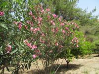 Oleander am Odeion