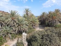 Palmenstrand Vai
