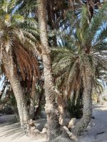 Palmenstrand Vai