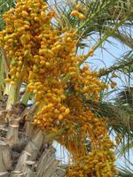 Rhodos - Faliraki - Datteln