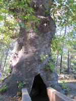 Rhodos Westküste - älteste Platane der Insel