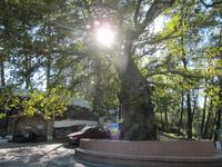 Rhodos Westküste - älteste Platane der Insel