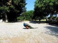 Akropolis Ialyssos - Garten