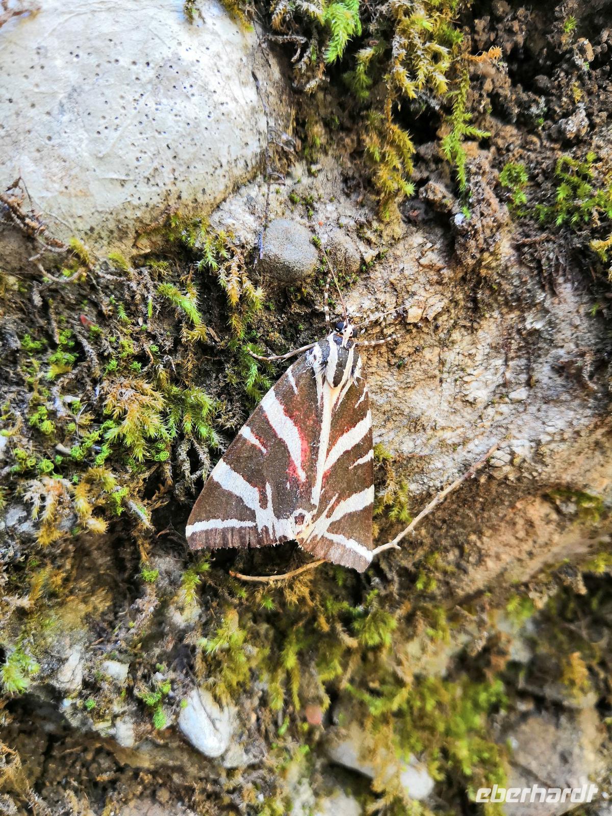 Im Schmetterlingstal