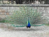 Auf dem Filerimos-Berg schlagen die Pfauen für uns Rad