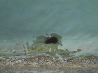 Schiffausflug nach Symi